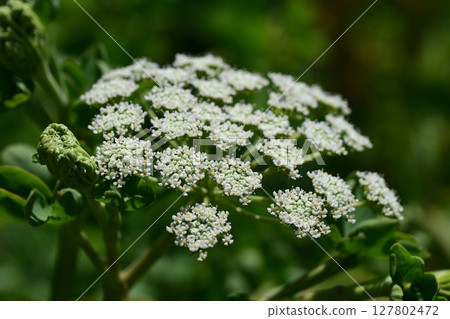Peucedanum japonicum Peucedanum japonicum 127802472