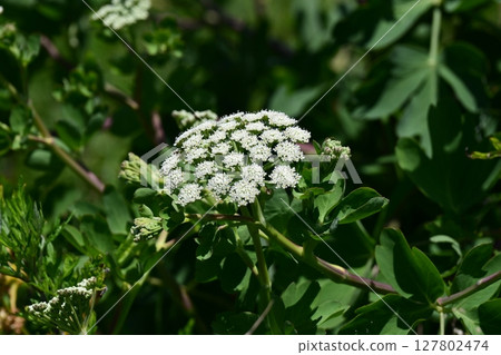 Peucedanum japonicum 127802474