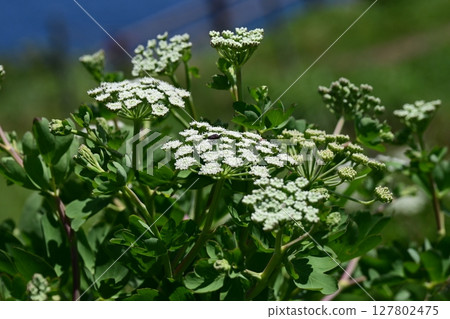 前胡 前胡 127802475