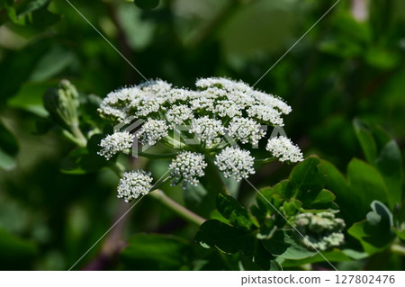 Peucedanum japonicum 127802476