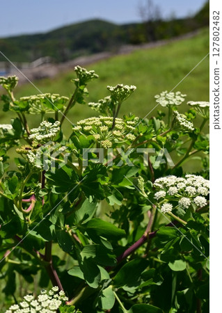 Peucedanum japonicum 127802482