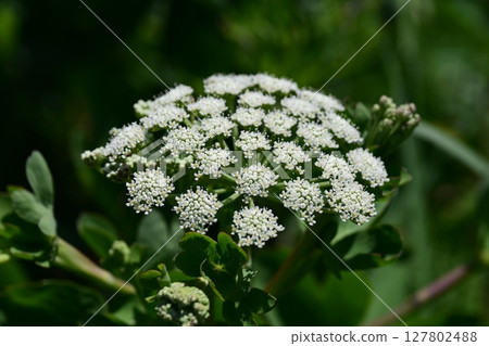 Peucedanum japonicum Peucedanum japonicum 127802488