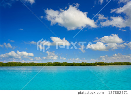 Holbox Island beach mangroove in Mexico Holbox Island beach mangroove in Mexico 127802571