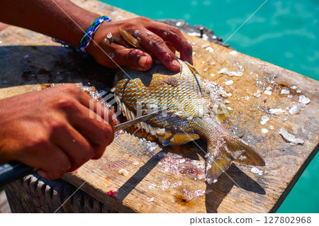 white grunt fish unwind in Caribbean white grunt fish unwind in Caribbean 127802968
