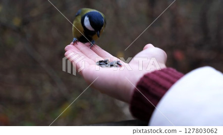 Woman feeding cute tit bird to sunflower seeds in forest. Small titmouse eating meal from arm of young girl outdoor. Beautiful tomtit pecking food from a female hand at autumn. Close up Slow motion 127803062