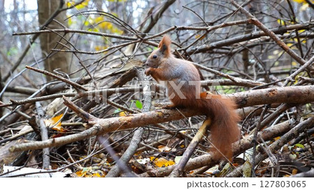 Wild fluffy squirrel sitting at wooden branch gnawing nuts at forest. Cute brown rodent eating found walnuts at autumn park. Pretty small sciurus chewing food outdoor. Concept of wildlife Wild fluffy squirrel sitting at wooden branch gnawing nuts at forest. Cute brown rodent eating found walnuts at autumn park. Pretty small sciurus chewing food outdoor. Concept of wildlife 127803065