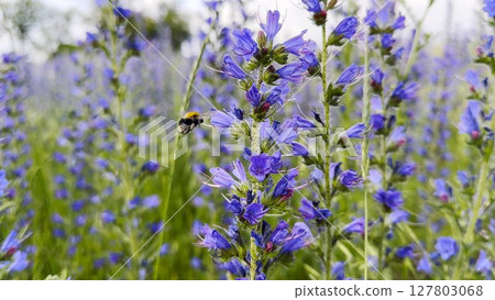 Honey bee pollinating spring blossom. Flying bee gathering pollen on purple flower at summer field. Bumble collecting nectar from wildflower at meadow. Hard work of little insect. Close up 127803068