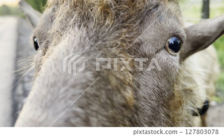 Curious male goat looking into camera and sniffing it outdoor. Cute friendly animal showing curiosity at countryside. Cattle on pasture. Concept of livestock agriculture Curious male goat looking into camera and sniffing it outdoor. Cute friendly animal showing curiosity at countryside. Cattle on pasture. Concept of livestock agriculture 127803078
