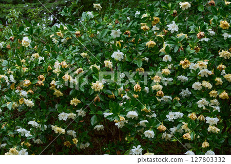 雨後梔子花被雨滴覆蓋的背景資料 雨後梔子花被雨滴覆蓋的背景資料 127803332