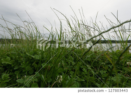 Grassy field with clovers and a body of water Grassy field with clovers and a body of water 127803443