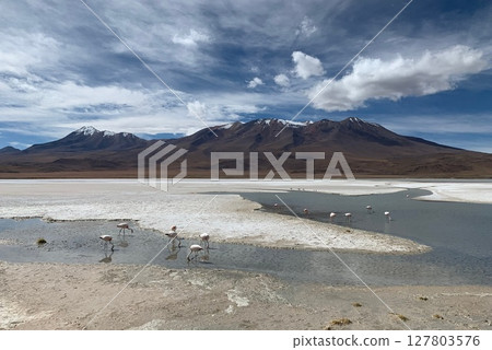Flamingo birds in lake laguna Hedionda Bolivia 127803576