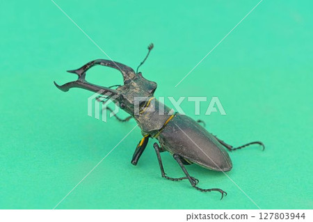 Macro shot of a European longhorn beetle on a chroma key background. Close-up of a male European longhorn beetle. European longhorn beetle on a green background. Concept of endangered species and Macro shot of a European longhorn beetle on a chroma key background. Close-up of a male European longhorn beetle. European longhorn beetle on a green background. Concept of endangered species and 127803944