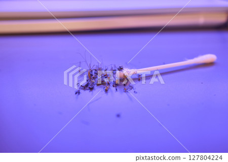 Operating a handheld UV light device specifically designed for killing insects effectively Operating a handheld UV light device specifically designed for killing insects effectively 127804224