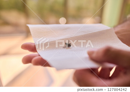 A closeup view of a delicate hand graciously holding a small bee, capturing natures beauty A closeup view of a delicate hand graciously holding a small bee, capturing natures beauty 127804242