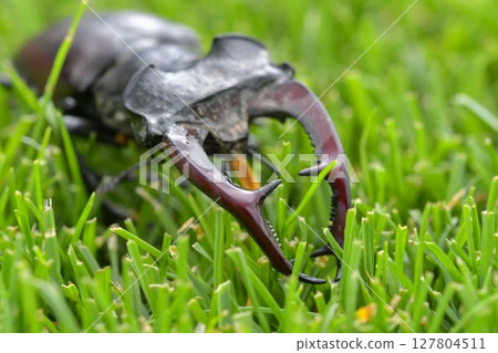 Macro shot of a European stag beetle in the grass. Close-up of a male European stag beetle. Concept of endangered species and protected insects Macro shot of a European stag beetle in the grass. Close-up of a male European stag beetle. Concept of endangered species and protected insects 127804511