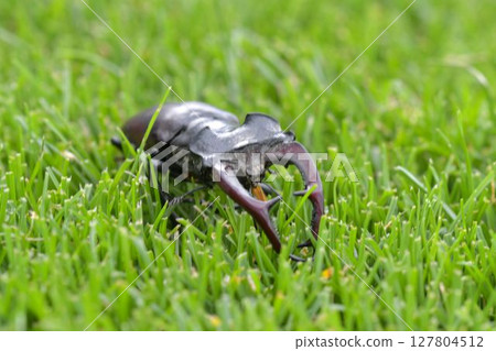 Macro shot of a European stag beetle in the grass. Close-up of a male European stag beetle. Concept of endangered species and protected insects 127804512