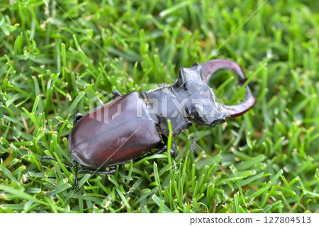 Macro shot of a European stag beetle in the grass. Close-up of a male European stag beetle. Top view of a European stag beetle in the grass. Concept of endangered species and protected insects 127804513