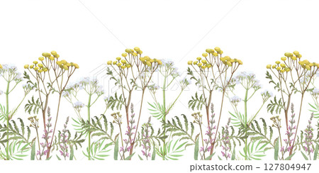 Watercolor seamless border of tansy,valerian,salvia.Hand-drawn clip-art on white.Realistic images of Medicinal herbs for packaging, textiles, printing, holiday cards, wedding, menu 127804947