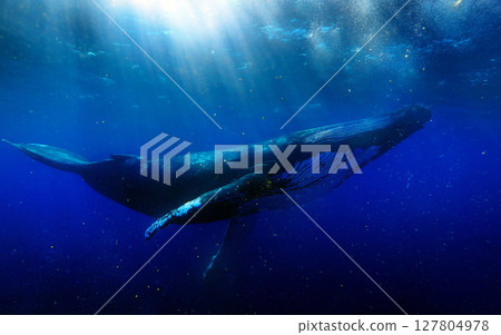 Whales swimming in the ocean_5 Whales swimming in the ocean_5 127804978