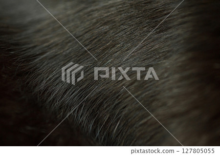 Macro photo of black cat fur as a photo. Macro photo of black cat fur as a photo. 127805055