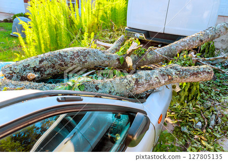 Strong winds uproot tree branches onto parked car, causing damage in quiet storm aftermath 127805135