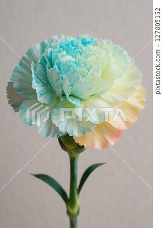 Blue carnation flower close-up 127805152