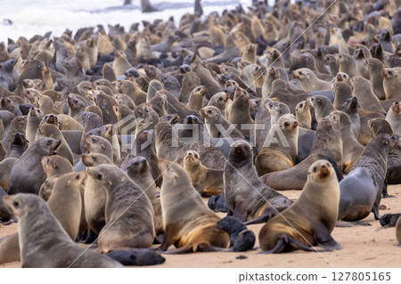 fur seal at cape cross, Namibia 127805165