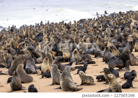 fur seal at cape cross, Namibia fur seal at cape cross, Namibia 127805166
