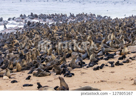 fur seal at cape cross, Namibia fur seal at cape cross, Namibia 127805167