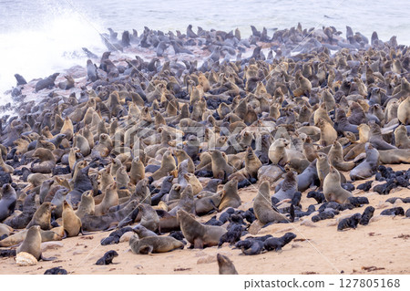 fur seal at cape cross, Namibia 127805168