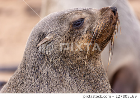 fur seal at cape cross, Namibia 127805169