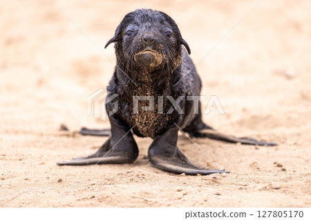 fur seal at cape cross, Namibia 127805170