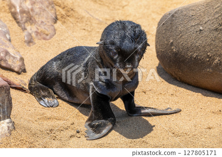Fur seal in cape cross, Namibia. 127805171