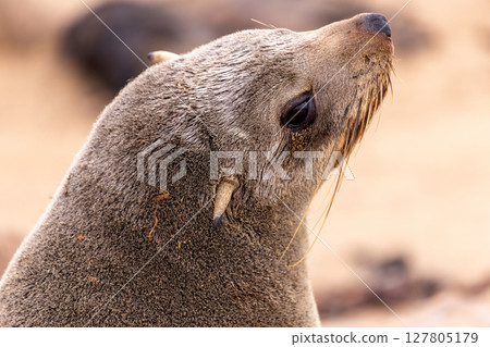 fur seal at cape cross, Namibia fur seal at cape cross, Namibia 127805179