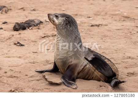 fur seal at cape cross, Namibia fur seal at cape cross, Namibia 127805180