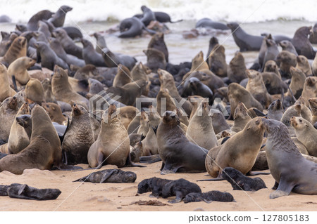 fur seal at cape cross, Namibia 127805183