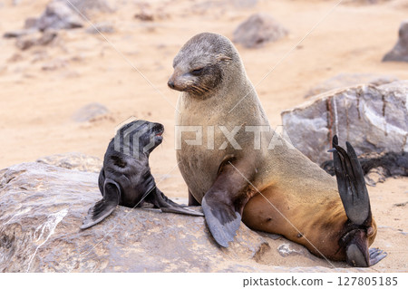 fur seal at cape cross, Namibia 127805185