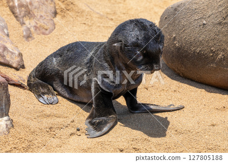 Fur seal in cape cross, Namibia. 127805188