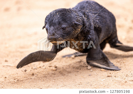fur seal at cape cross, Namibia fur seal at cape cross, Namibia 127805198