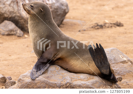 fur seal at cape cross, Namibia 127805199