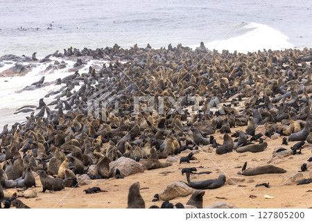 fur seal at cape cross, Namibia fur seal at cape cross, Namibia 127805200