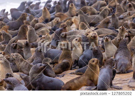 fur seal at cape cross, Namibia fur seal at cape cross, Namibia 127805202