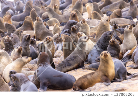 fur seal at cape cross, Namibia 127805203