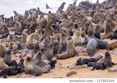 fur seal at cape cross, Namibia 127805204