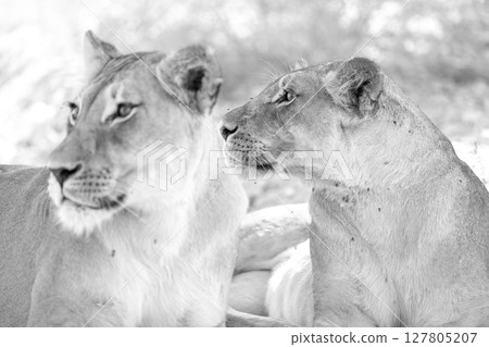 Lioness in kgalagadi Transfronier Park Lioness in kgalagadi Transfronier Park 127805207