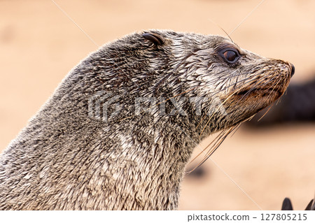 fur seal at cape cross, Namibia 127805215