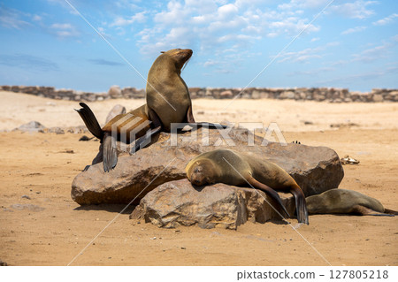Fur seal in cape cross, Namibia. 127805218