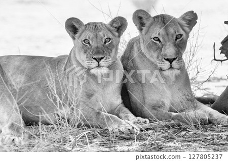 Lioness in kgalagadi Transfronier Park 127805237