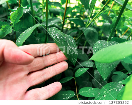 Close up of delicate fingers touching dew covered fresh green leaves. Eco concept. Naturalism. Close up of delicate fingers touching dew covered fresh green leaves. Eco concept. Naturalism. 127805262