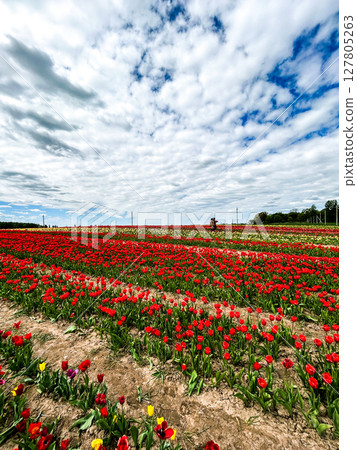Endless rows of colorful tulips on tulip field. Tourism themes and romantic backdrop. Endless rows of colorful tulips on tulip field. Tourism themes and romantic backdrop. 127805263